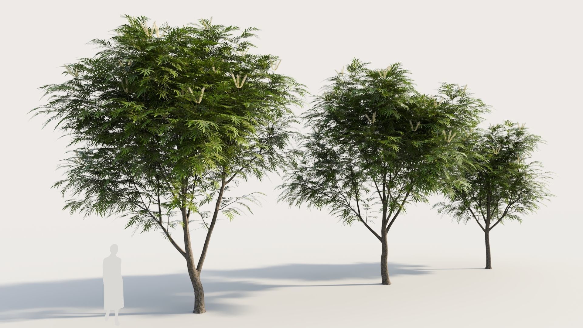 Grevillea edelfeltii b tree  3D model_3