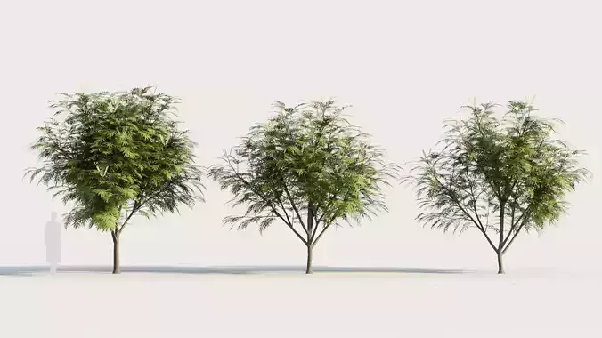 Grevillea edelfeltii c tree 