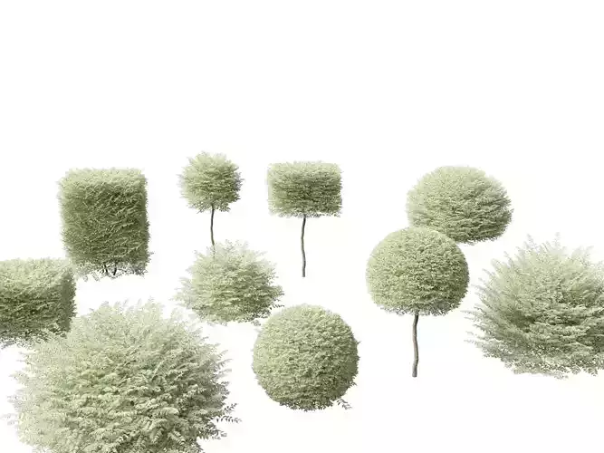 Ligustrum sinense Variegatum - Variegated Chinese Privet 3D model