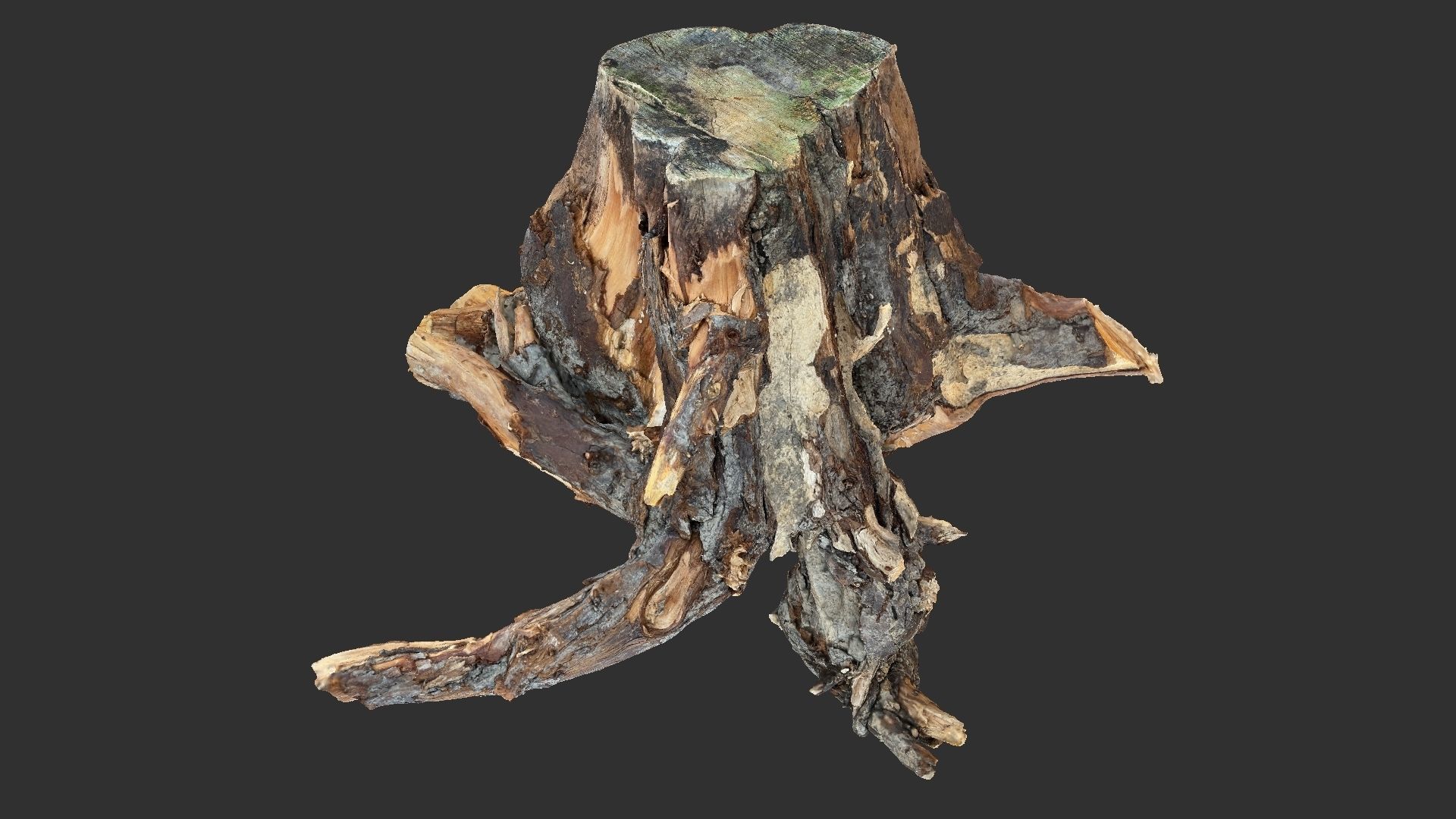 Tree Root 3D Scan 3D model_2