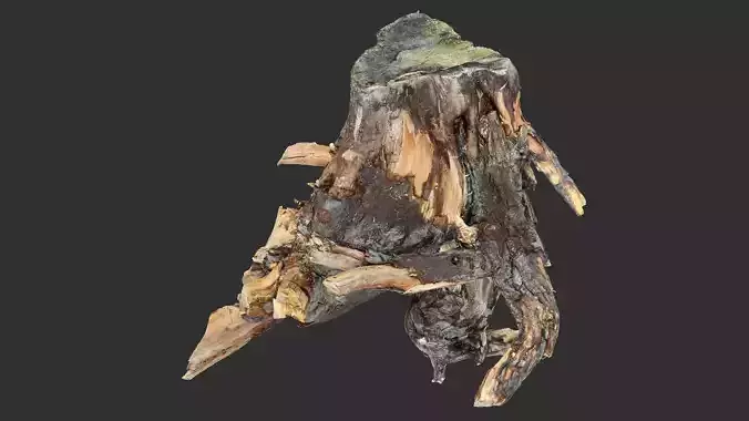 Tree Root 3D Scan