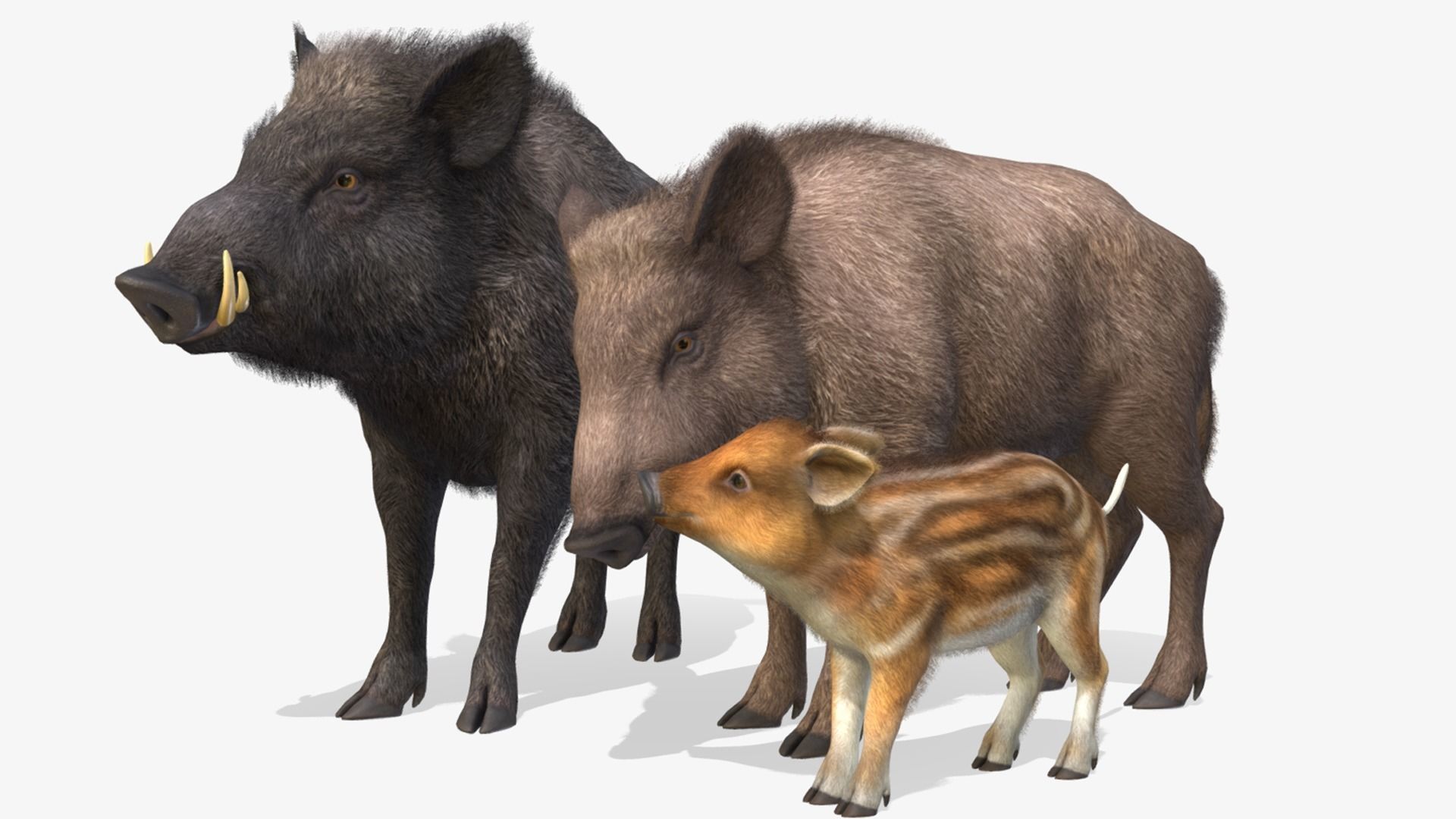 FOREST ANIMALS 3 3D Model Collection_29