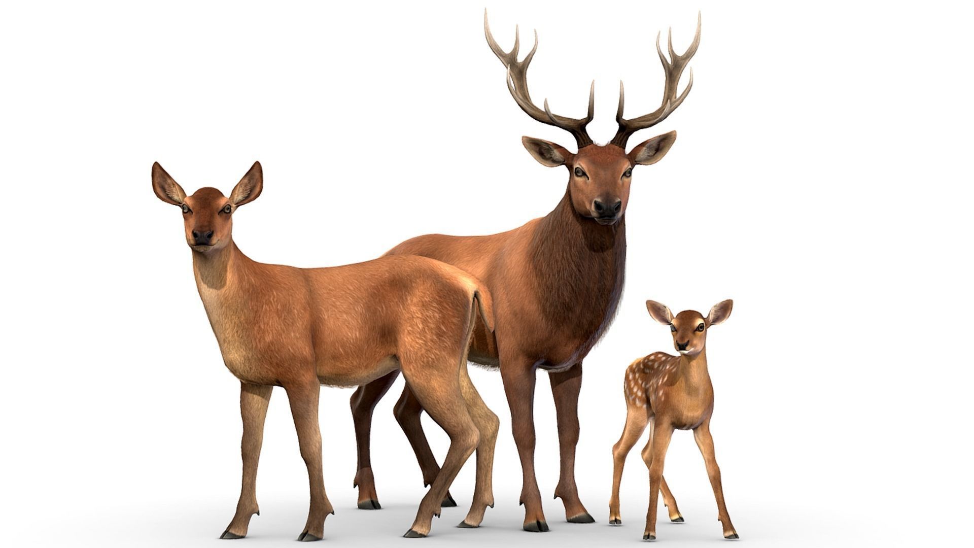 FOREST ANIMALS 3 3D Model Collection_27