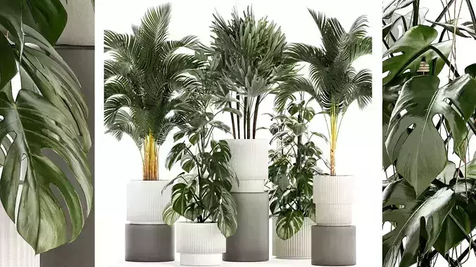 Plants modern potted monstera Raphis  palm 1440