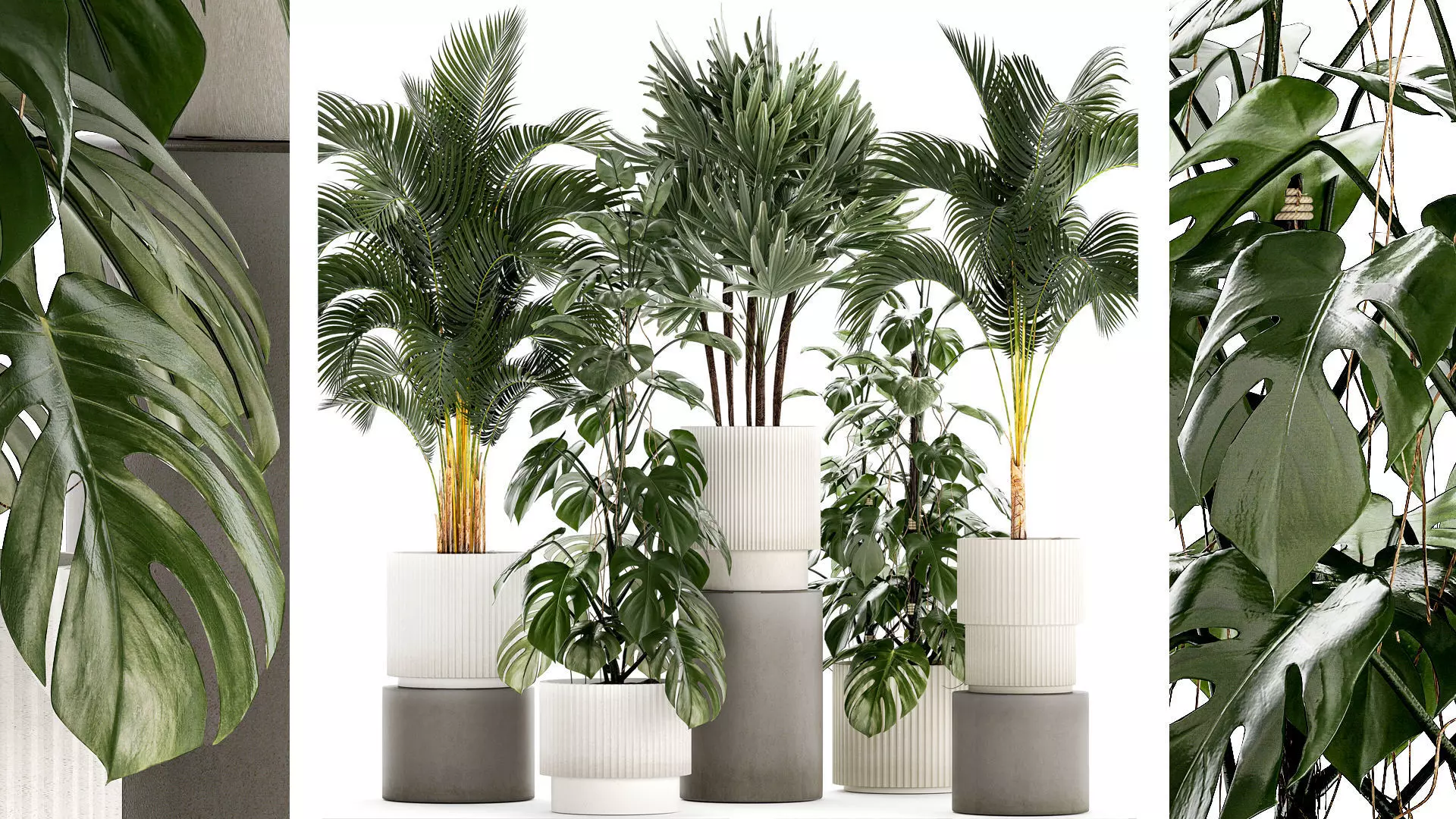 Plants modern potted monstera Raphis palm 1440 3D model