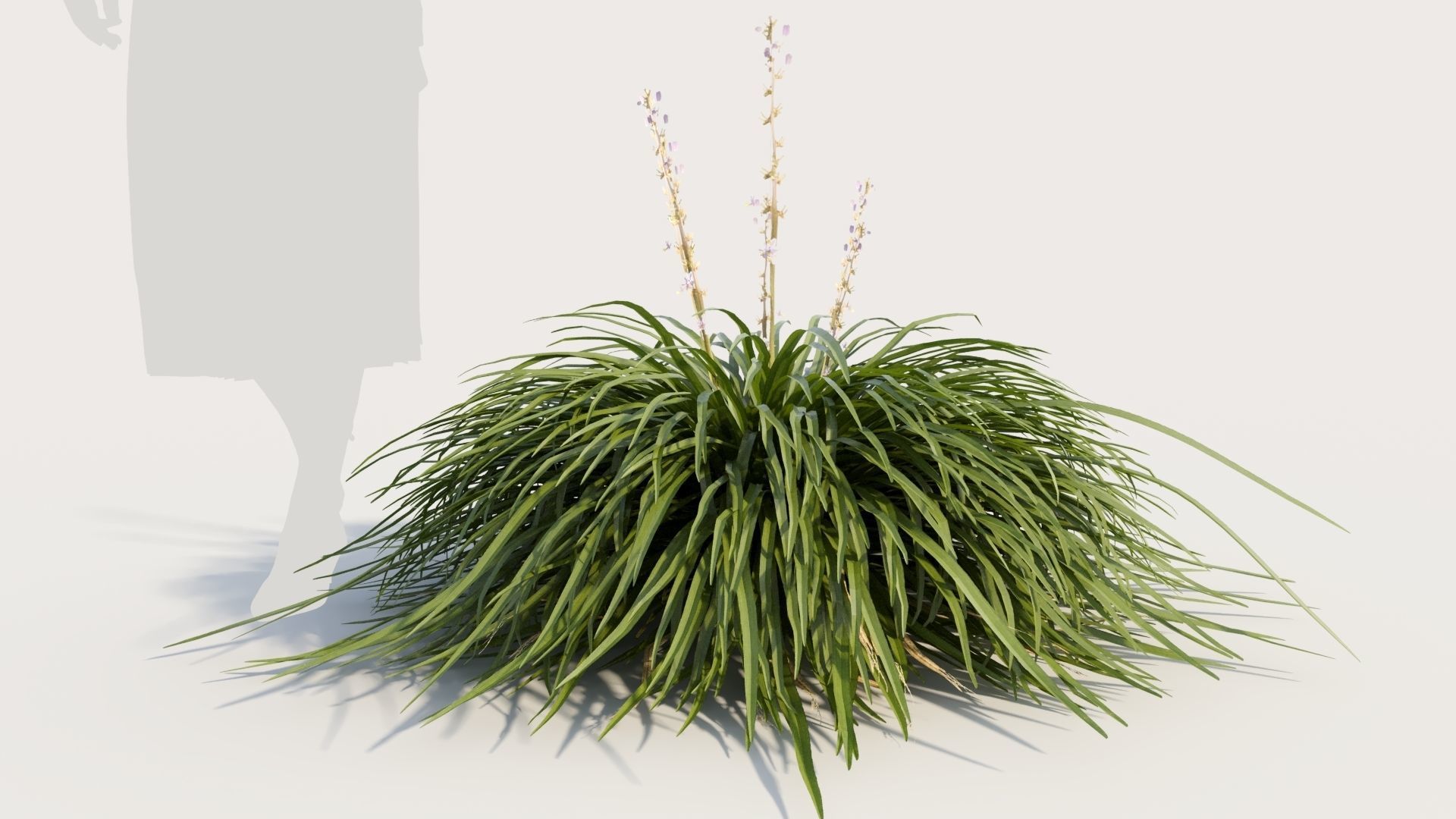 Hakonechloa macra a 3D model_6