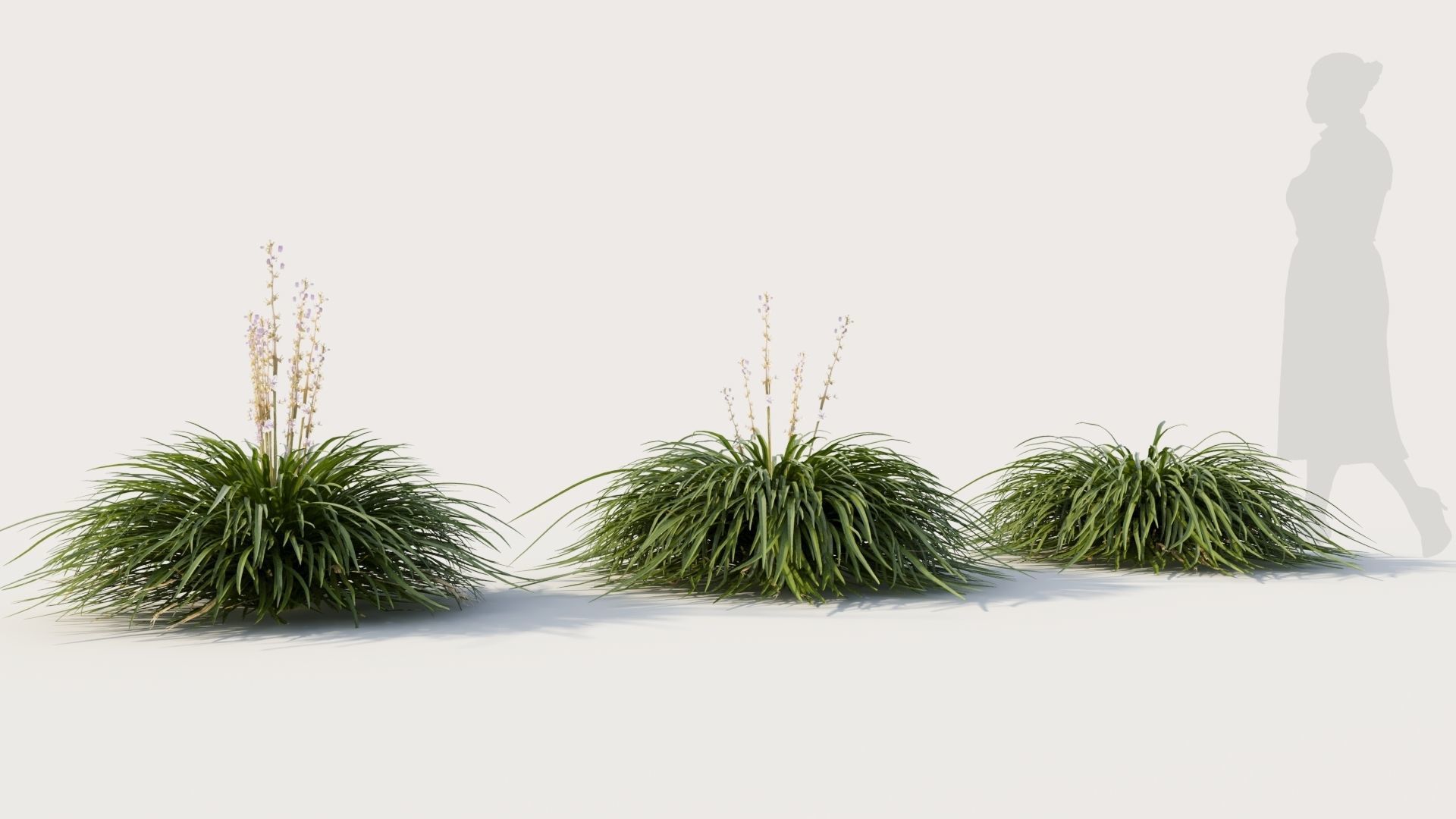 Hakonechloa macra a 3D model_4