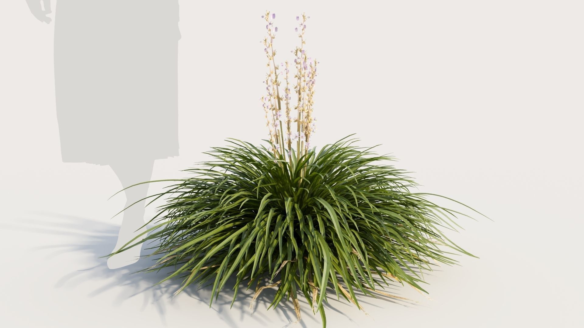 Hakonechloa macra a 3D model_7