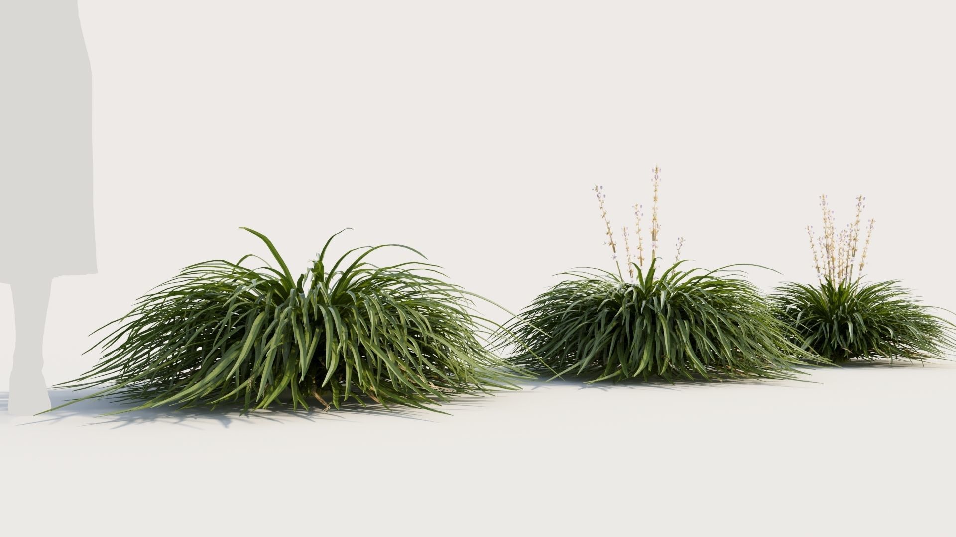 Hakonechloa macra a 3D model_3