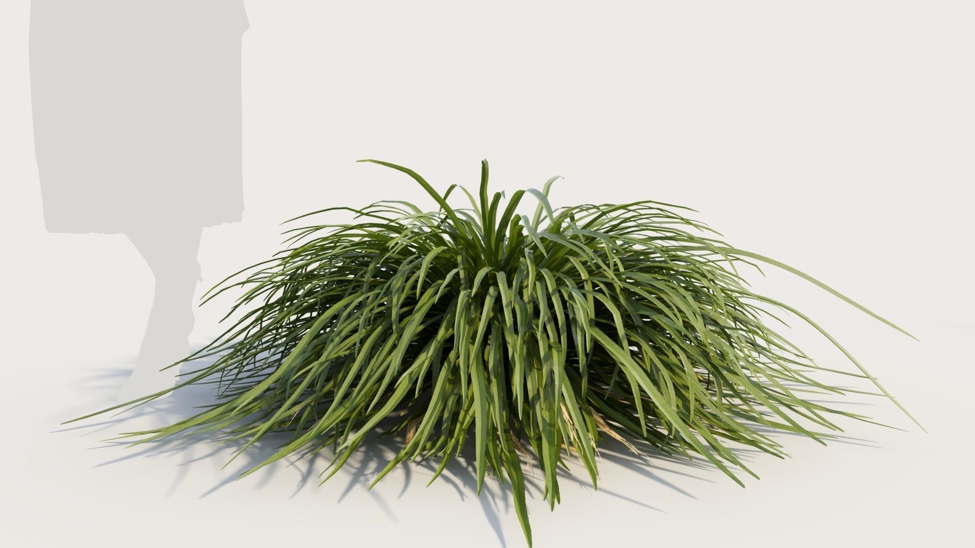 Hakonechloa macra a 3D model_5