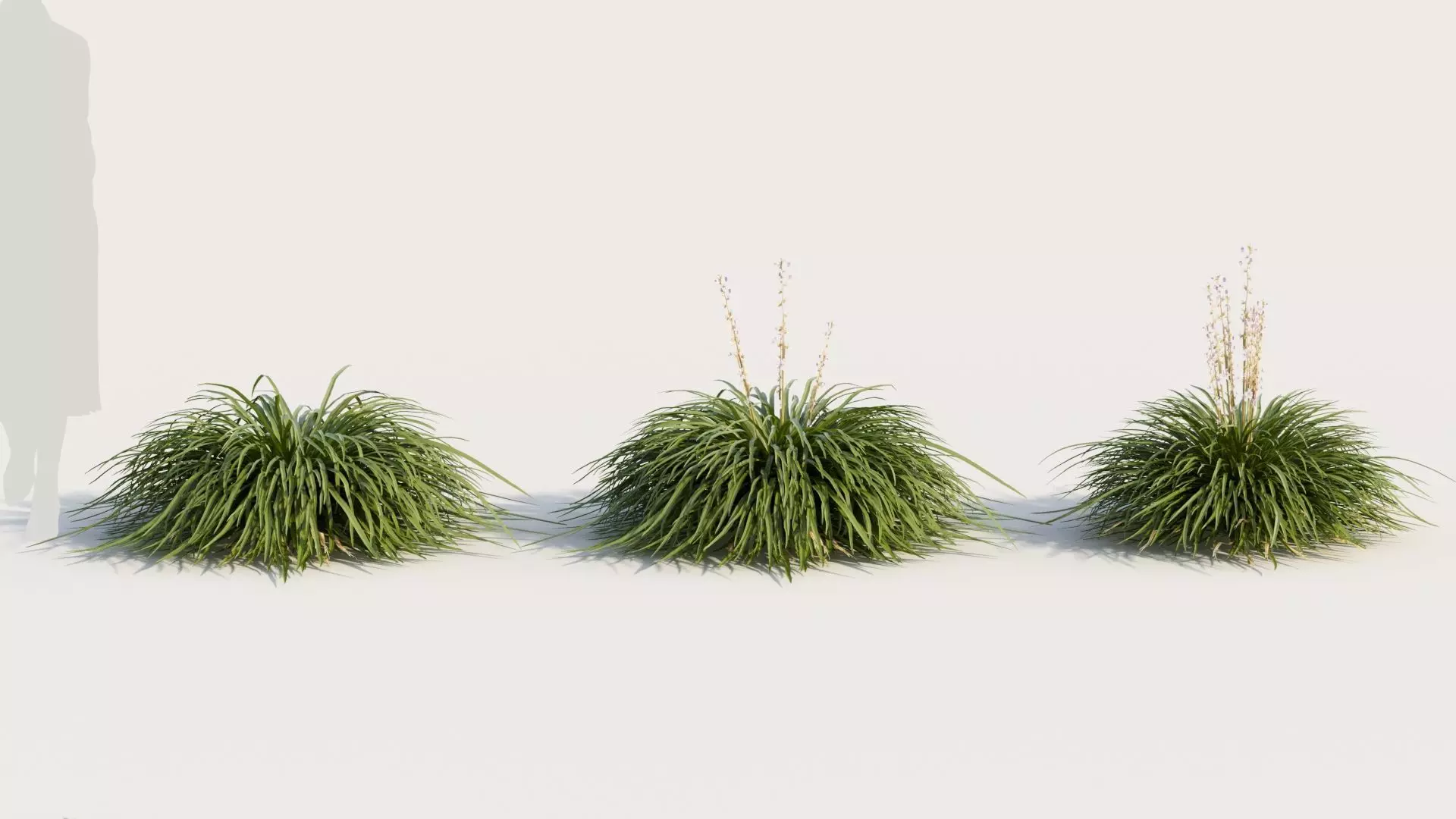 Hakonechloa macra a 3D model_0