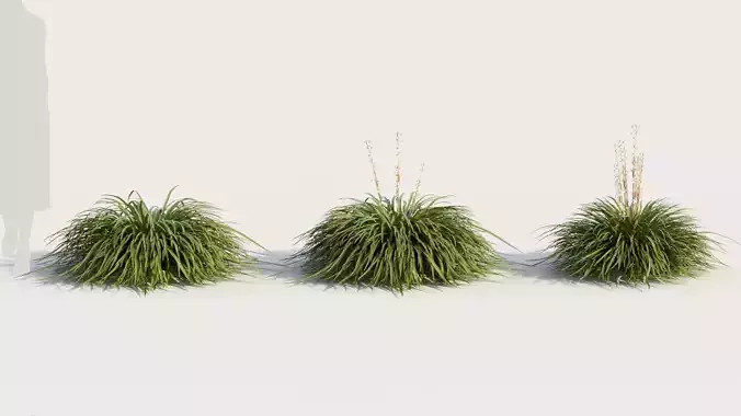 Hakonechloa macra a 3D model
