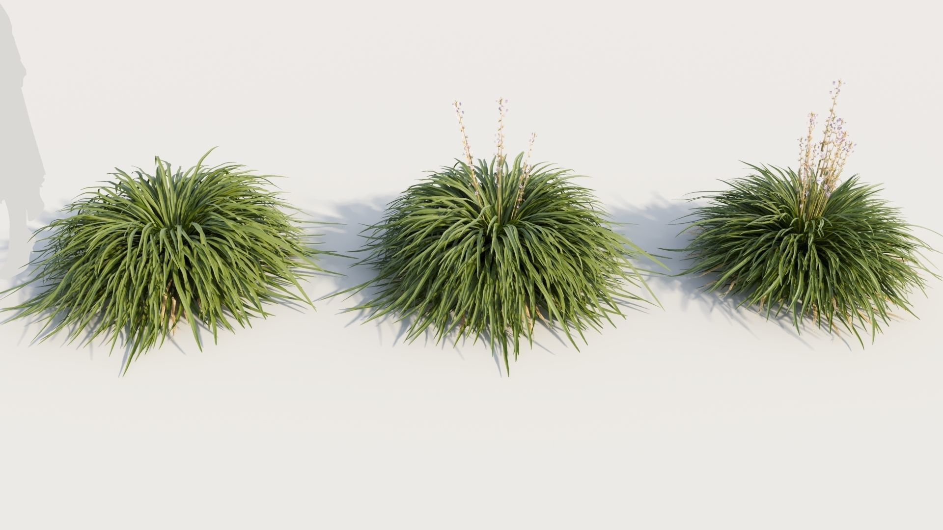 Hakonechloa macra a 3D model_2