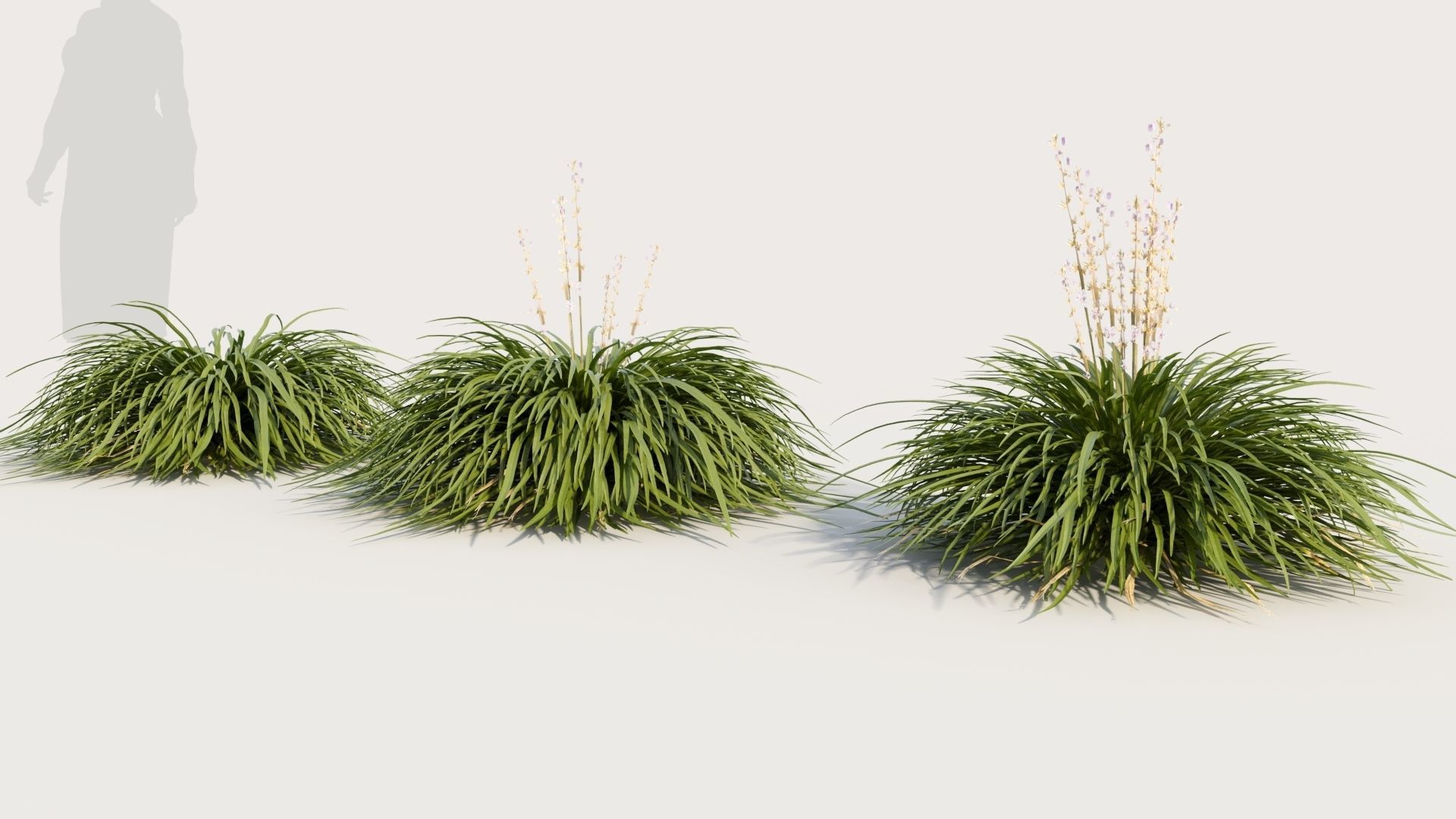 Hakonechloa macra a 3D model_1