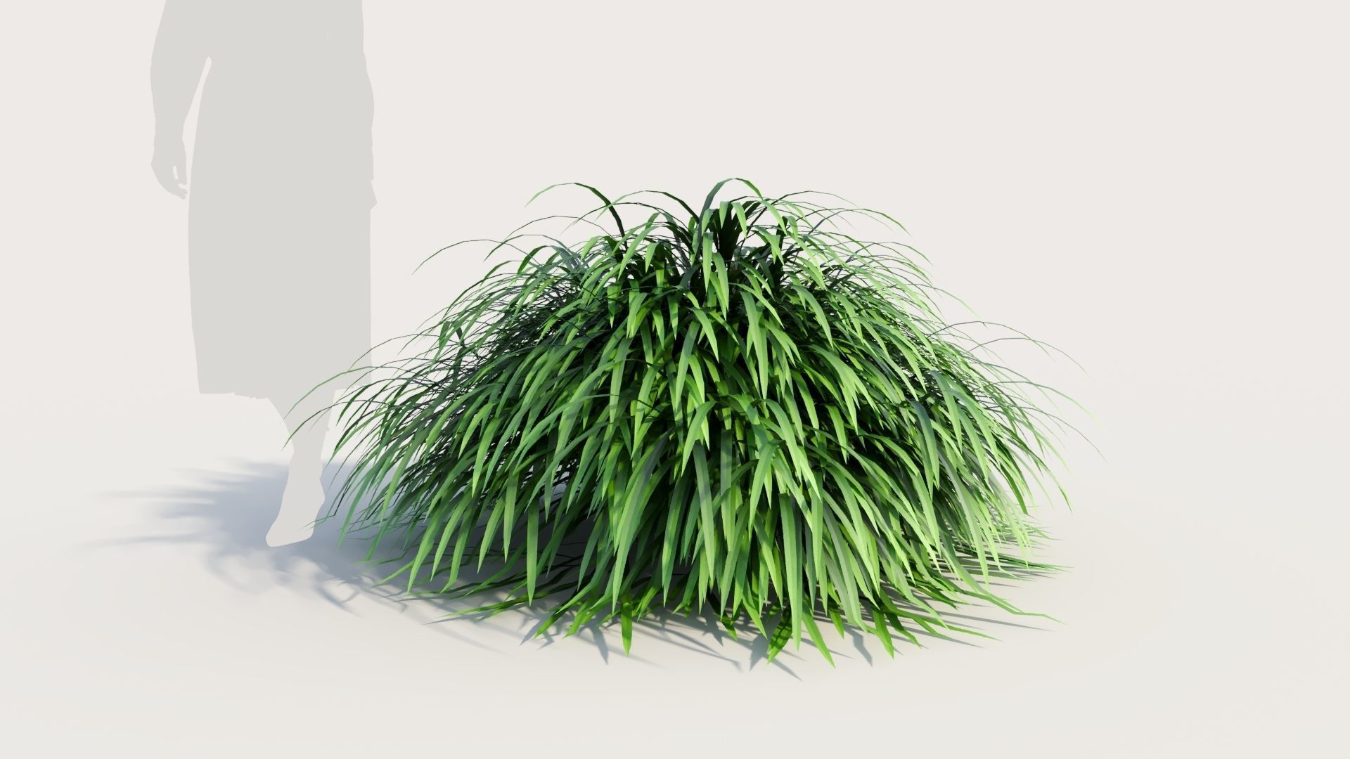Hakonechloa macra b 3D model_6
