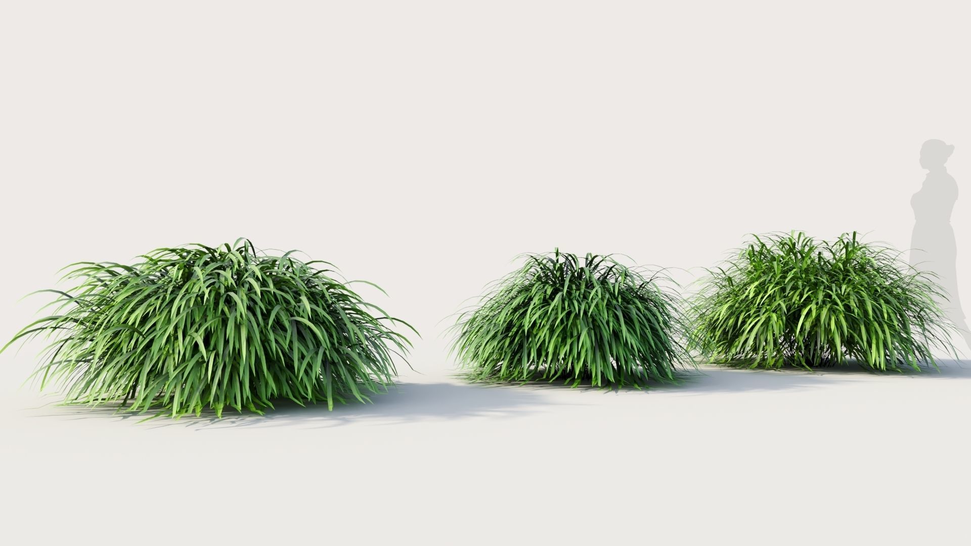 Hakonechloa macra b 3D model_4