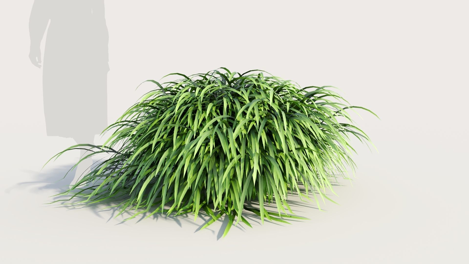 Hakonechloa macra b 3D model_7