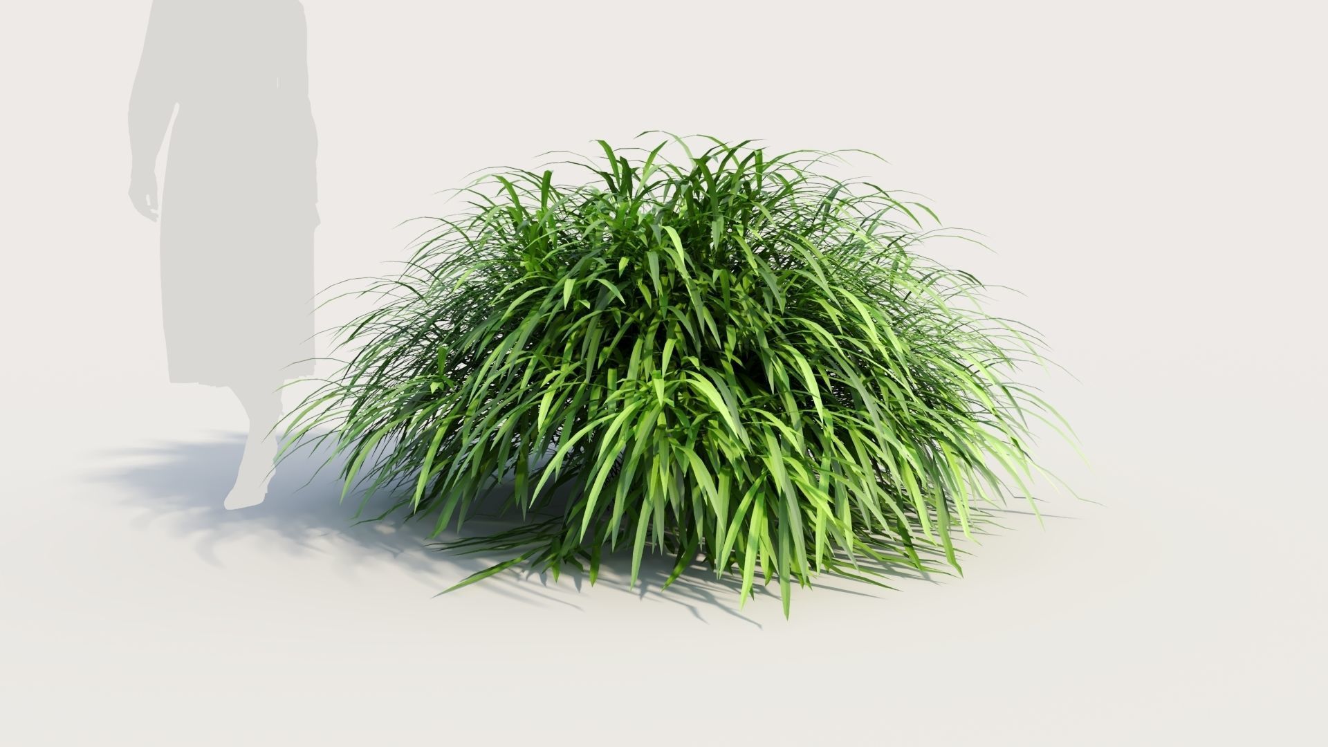 Hakonechloa macra b 3D model_5
