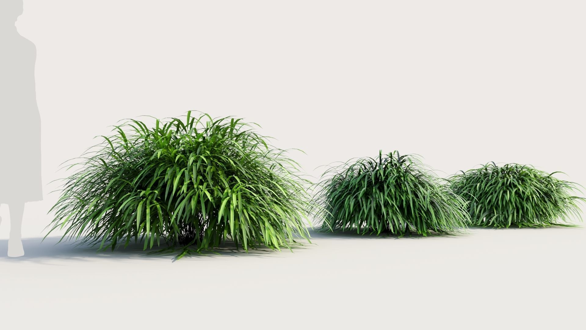 Hakonechloa macra b 3D model_3