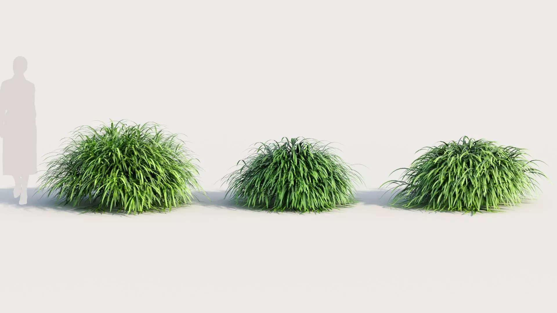 Hakonechloa macra b 3D model_0