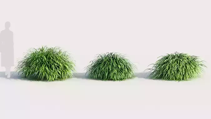 Hakonechloa macra b 3D model