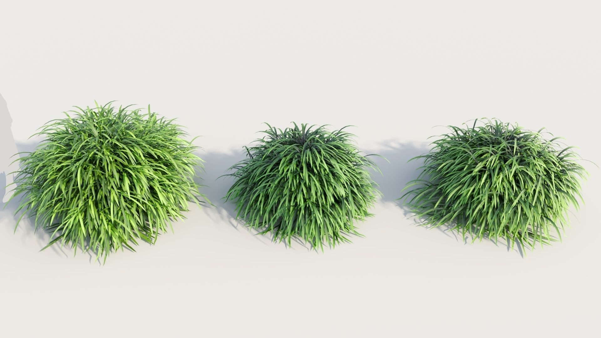 Hakonechloa macra b 3D model_2