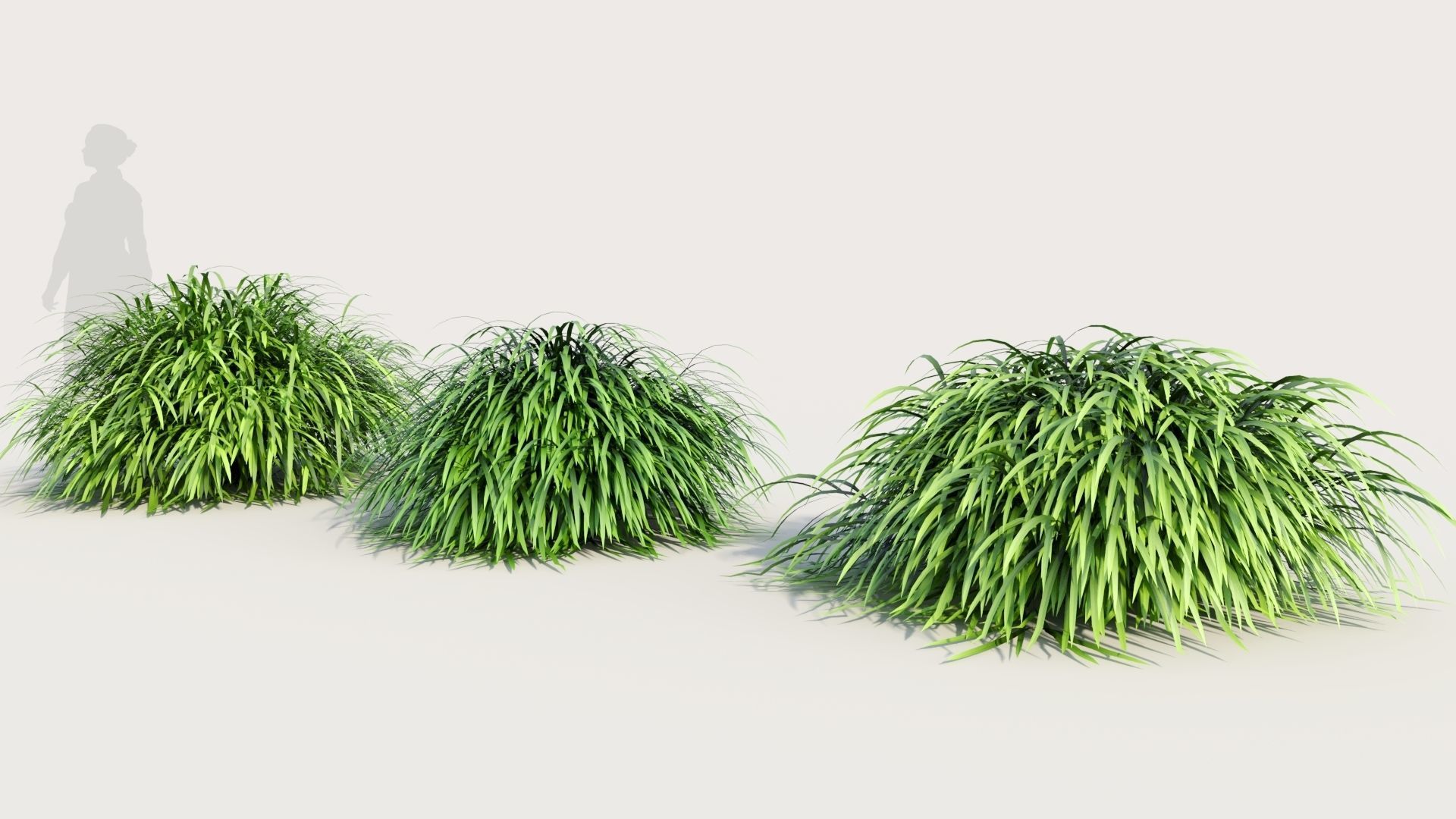 Hakonechloa macra b 3D model_1