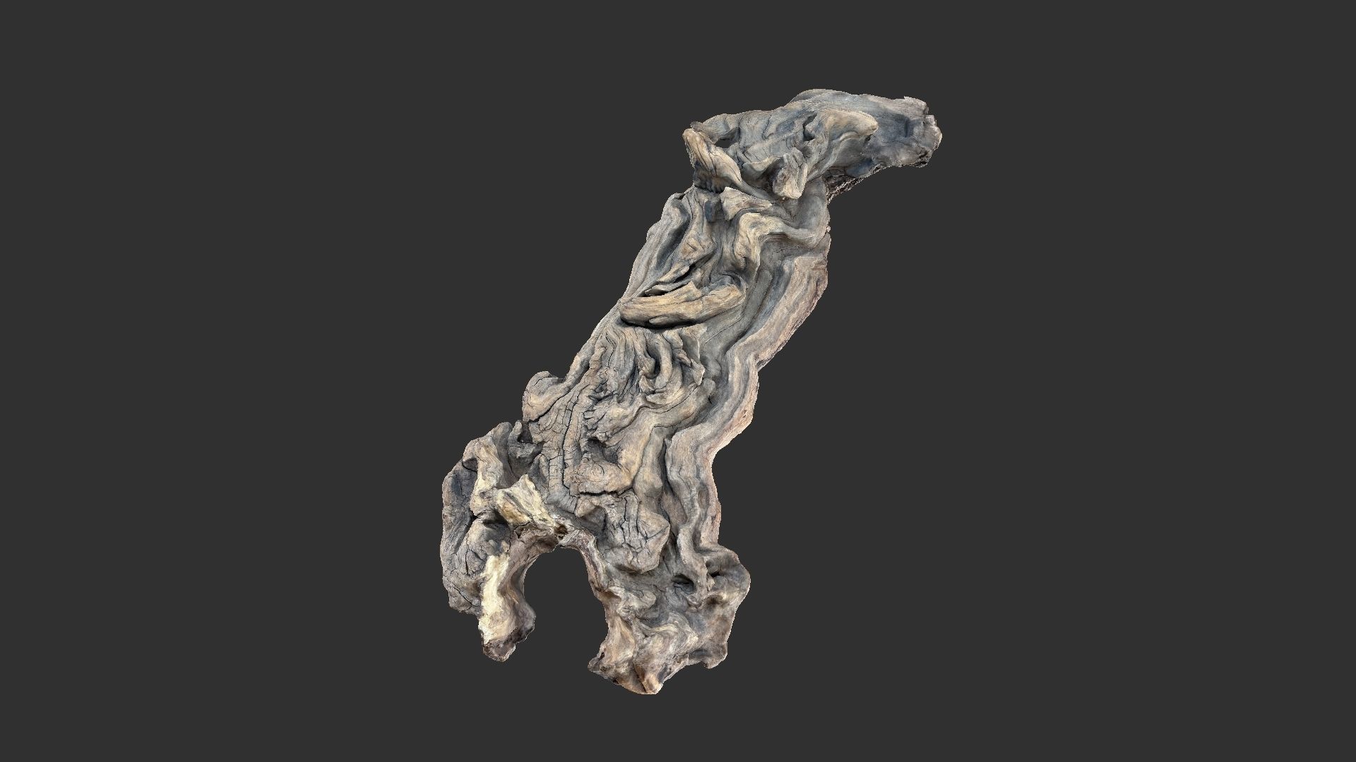 3d scan of the tree trunk 3D model_4