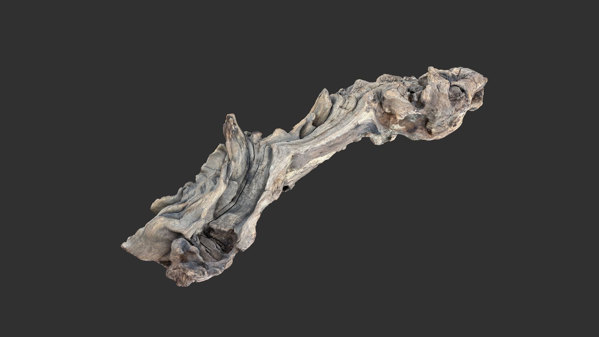 3d scan of the tree trunk 3D model_7