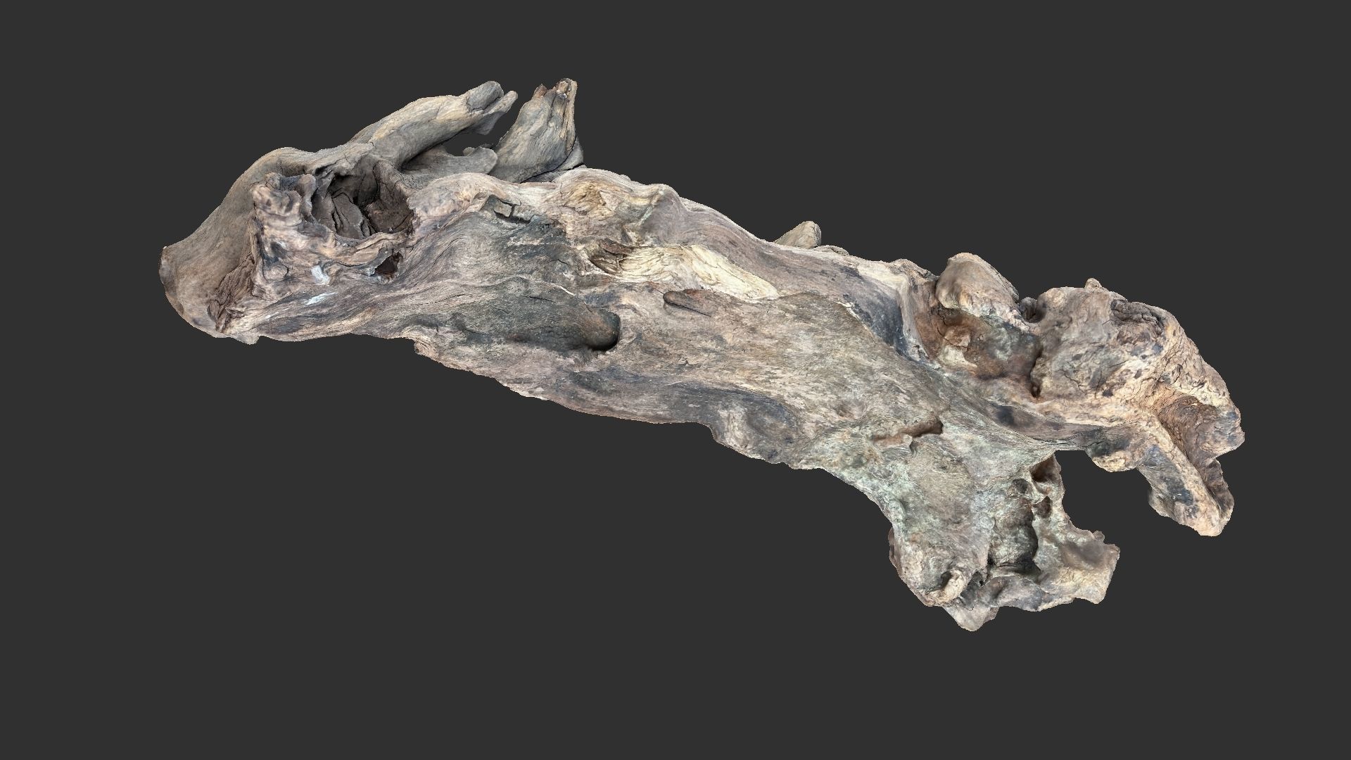 3d scan of the tree trunk 3D model_1
