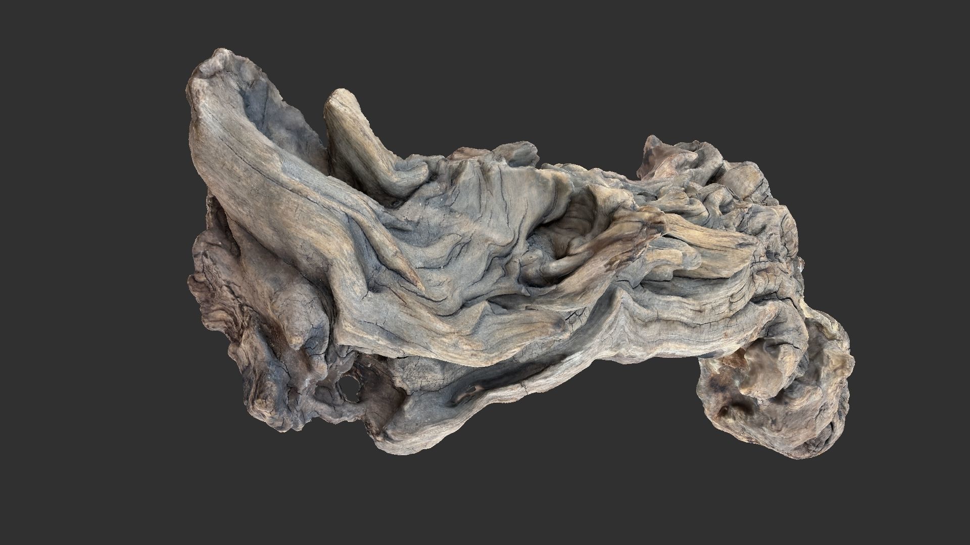 3d scan of the tree trunk 3D model_14