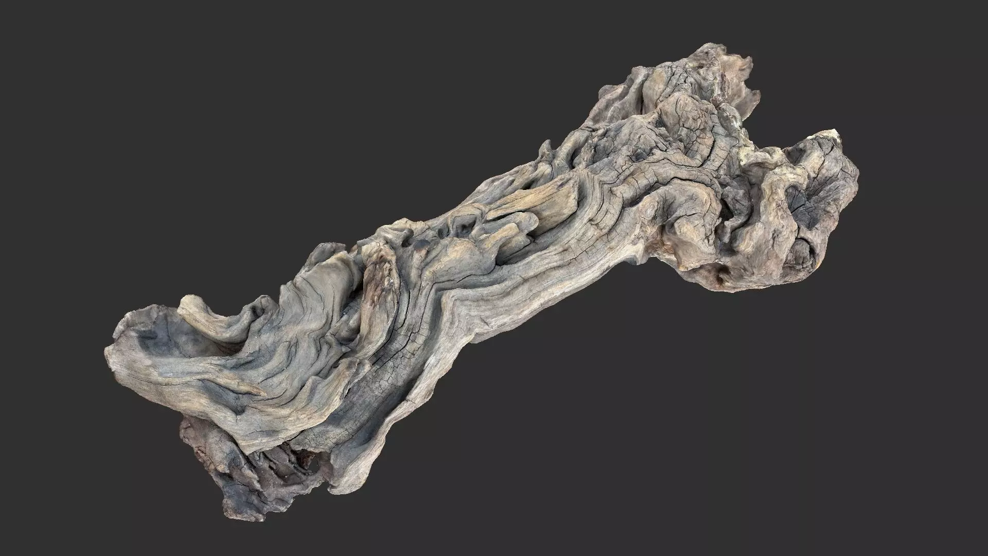 3d scan of the tree trunk 3D model_0