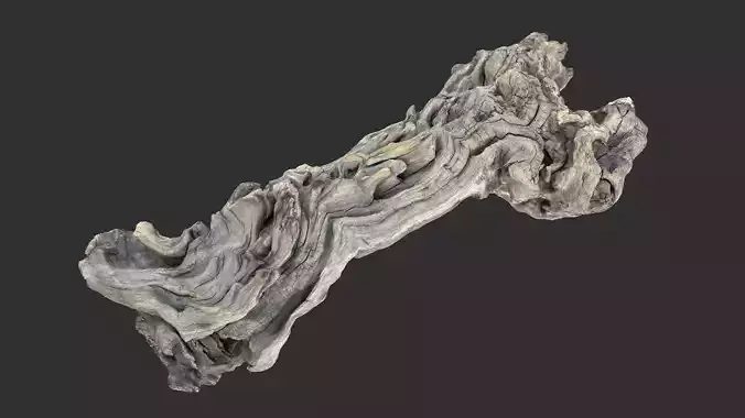 3d scan of the tree trunk
