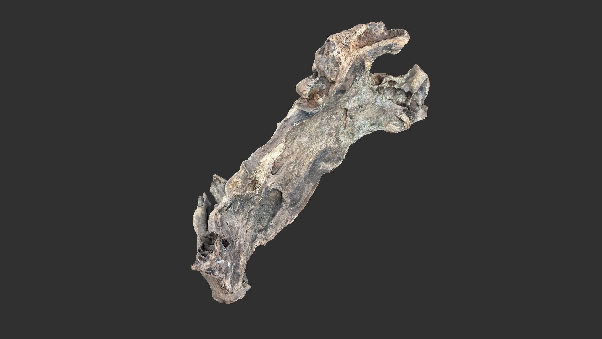 3d scan of the tree trunk 3D model_10