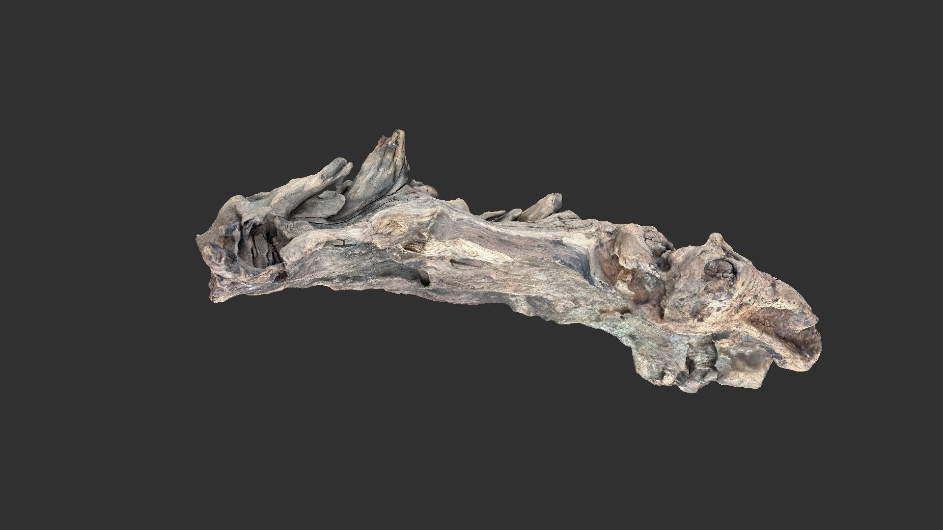 3d scan of the tree trunk 3D model_5