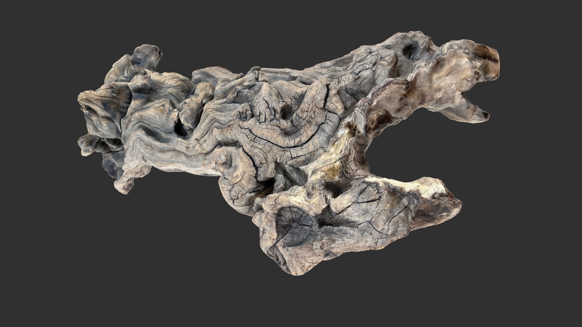 3d scan of the tree trunk 3D model_15