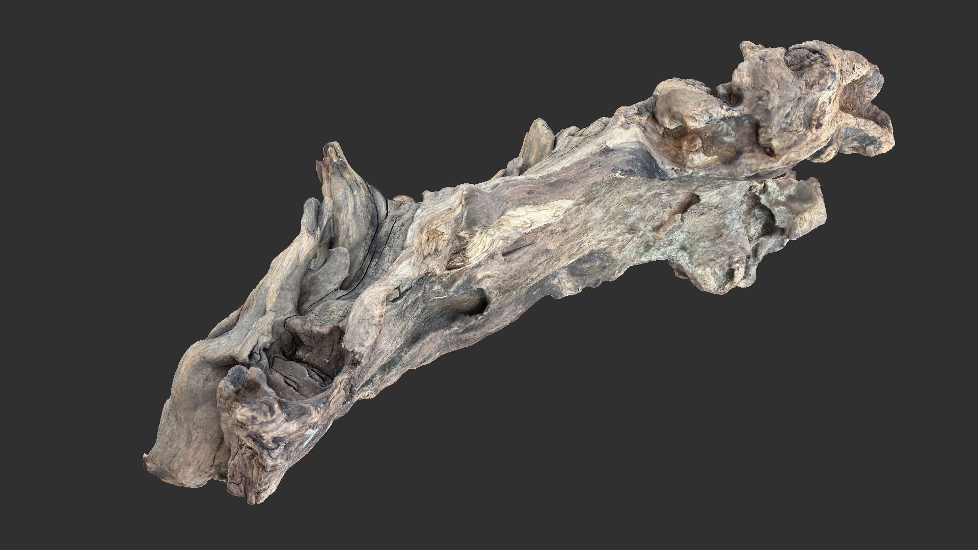 3d scan of the tree trunk 3D model_12