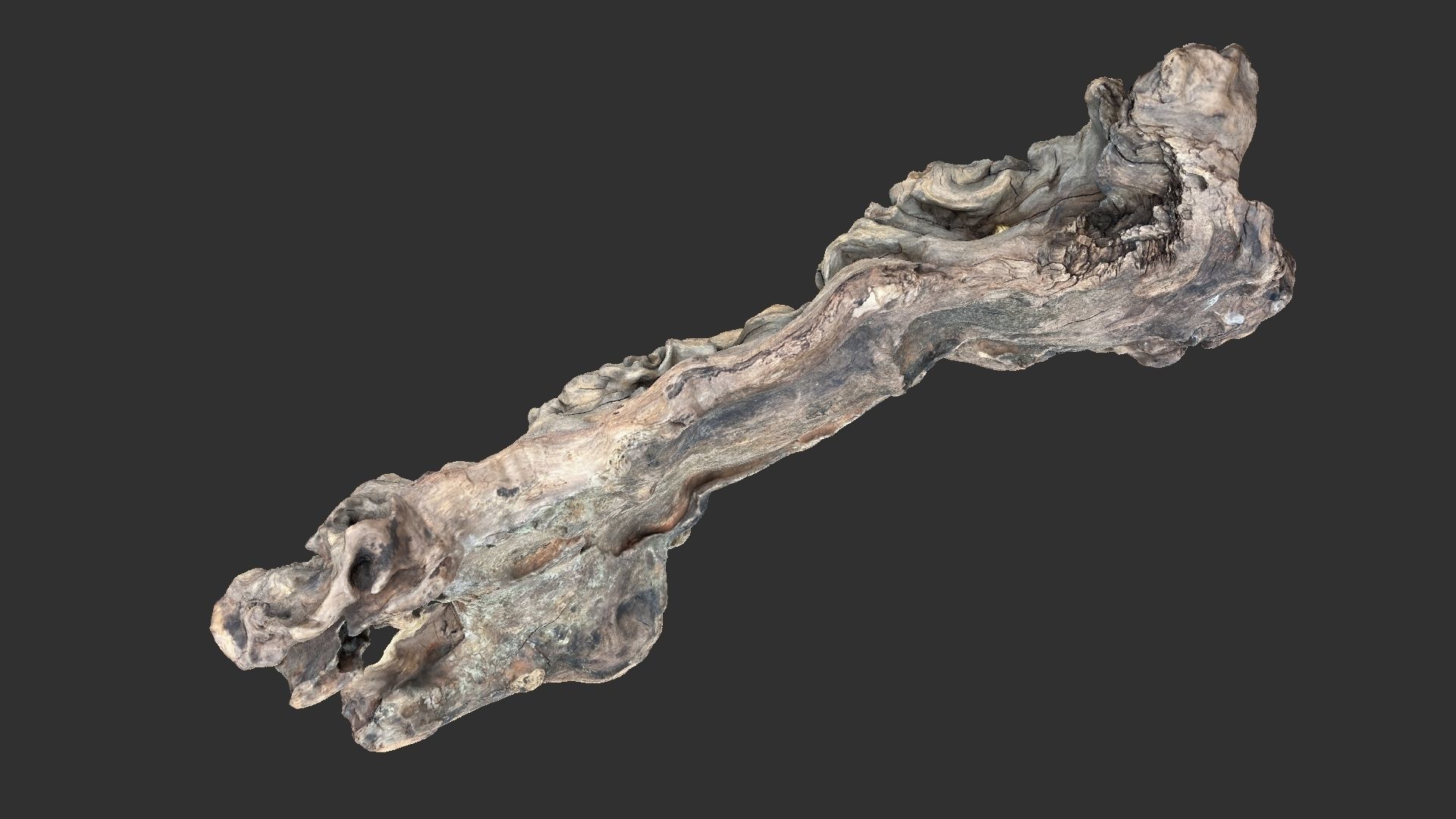3d scan of the tree trunk 3D model_16