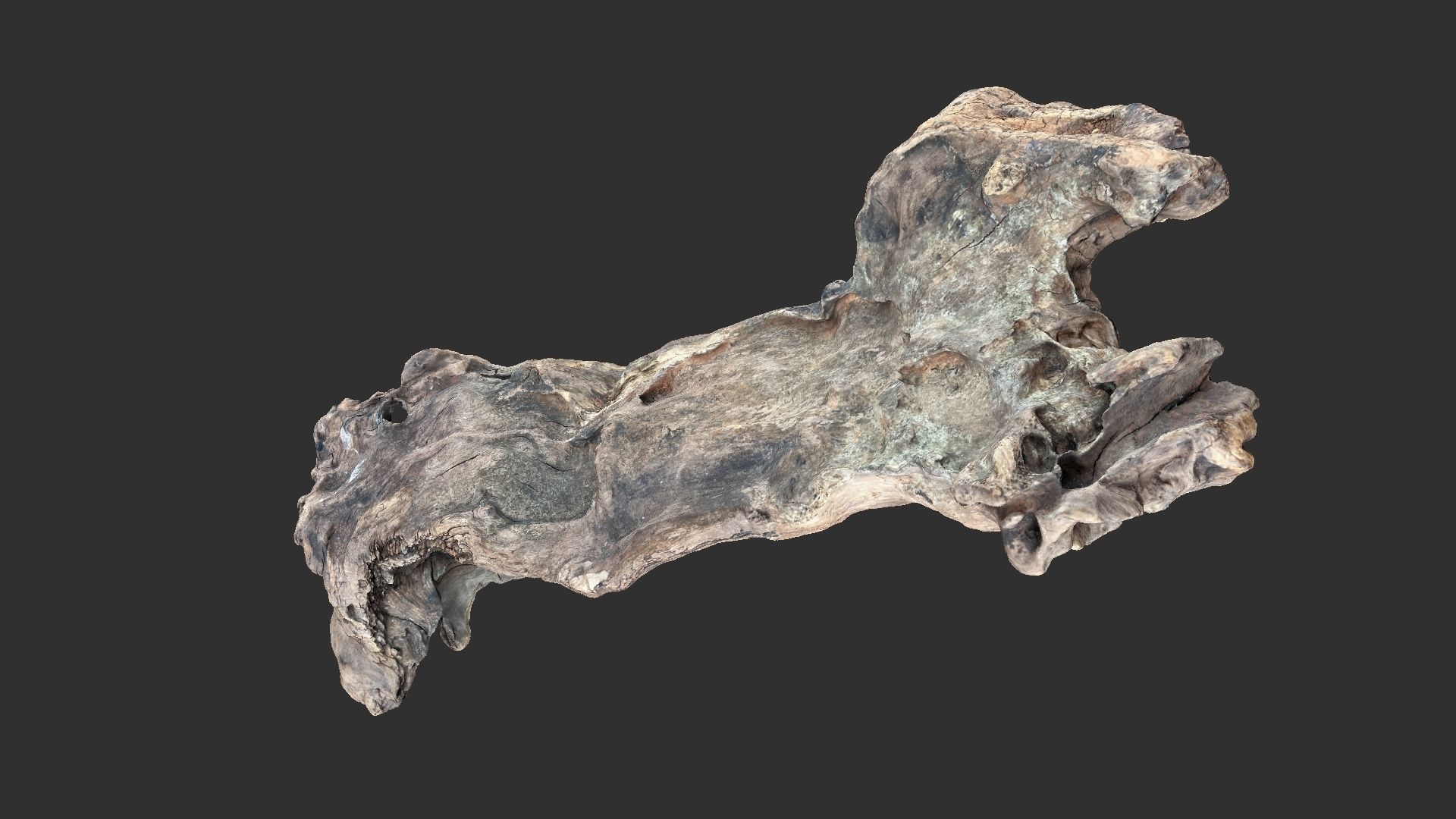 3d scan of the tree trunk 3D model_11