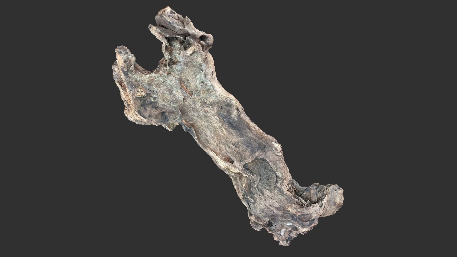 3d scan of the tree trunk 3D model_9