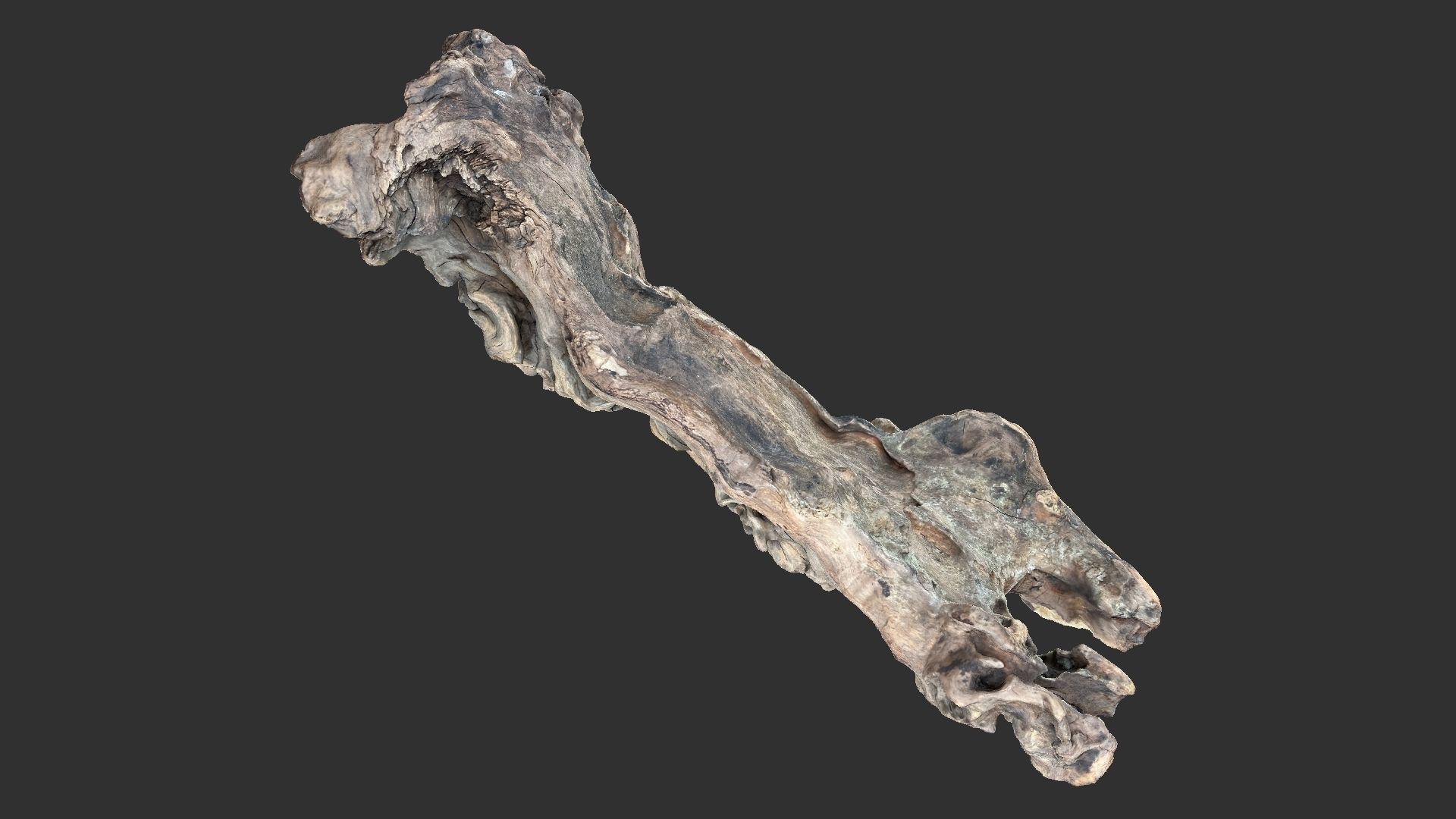 3d scan of the tree trunk 3D model_2