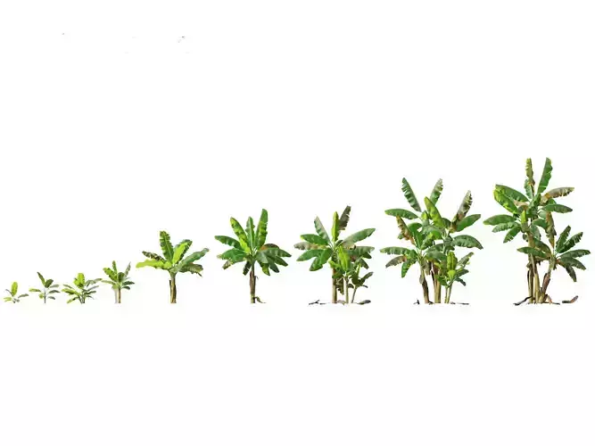 Musa acuminata  - Cavendish banana