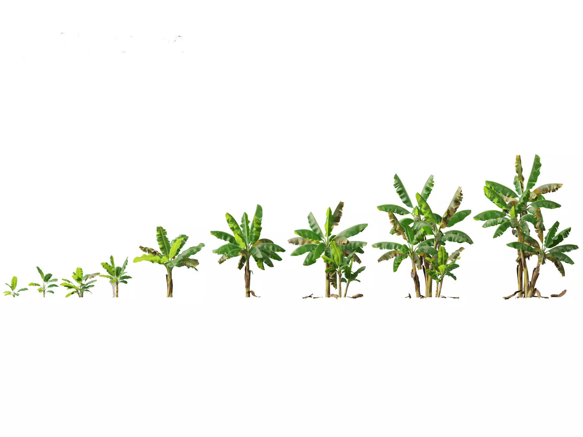 Musa acuminata  - Cavendish banana 3D model_0