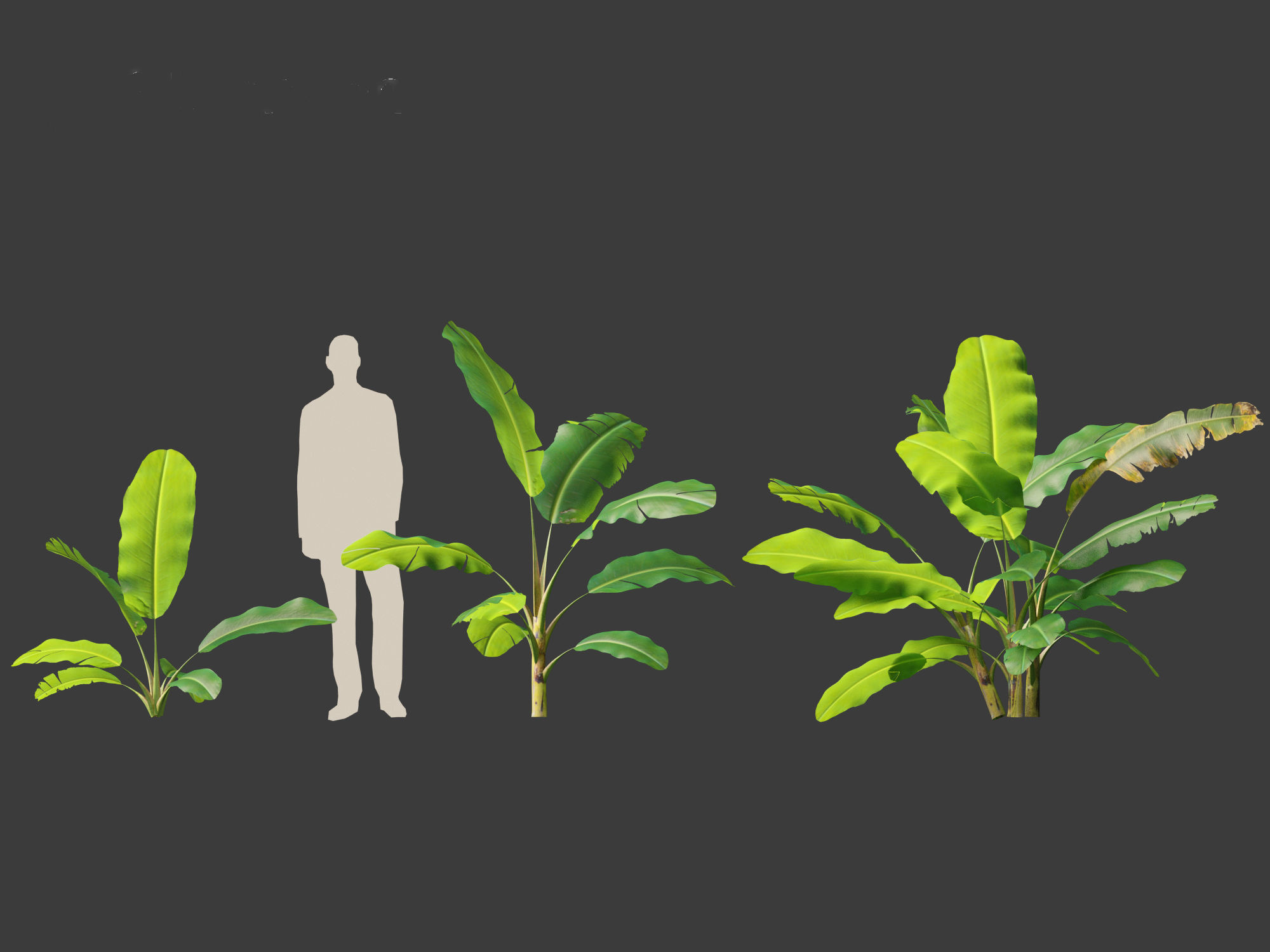 Musa acuminata  - Cavendish banana 3D model_4