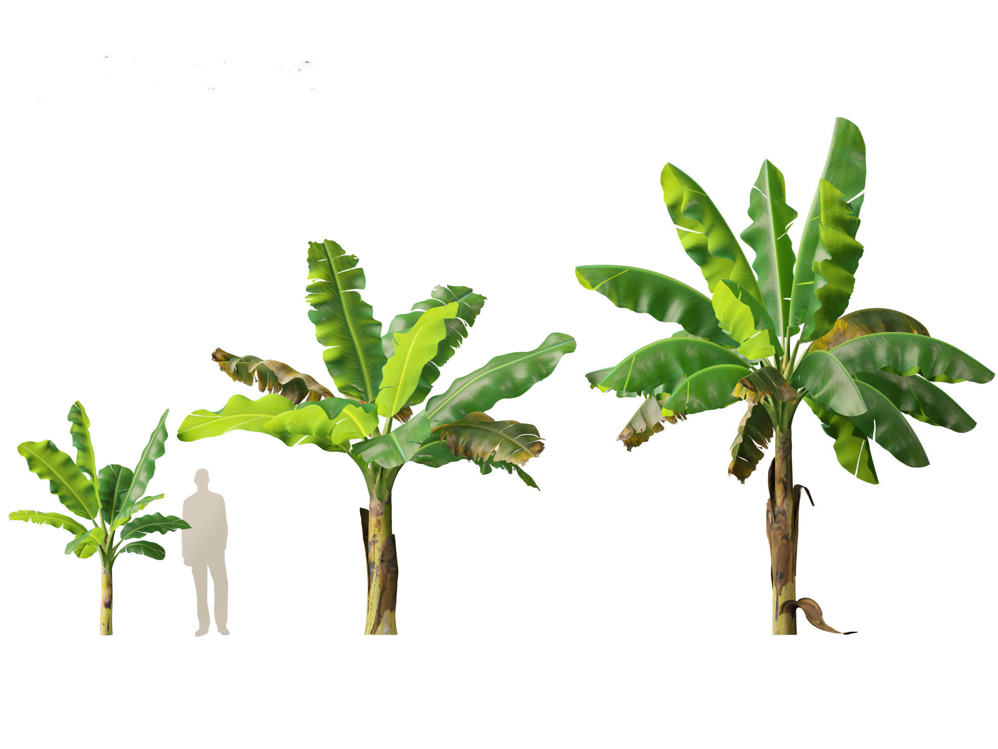 Musa acuminata  - Cavendish banana 3D model_5