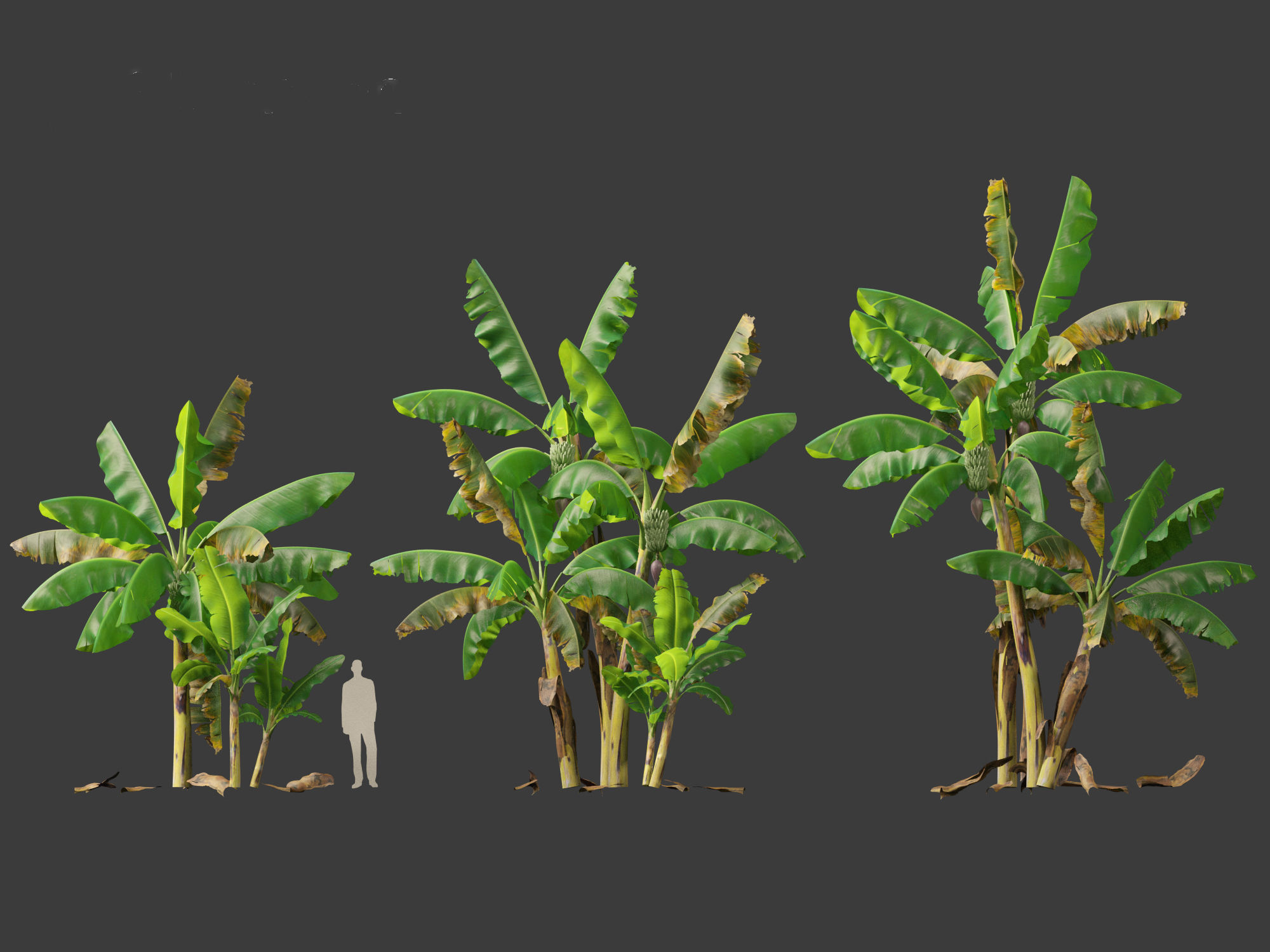 Musa acuminata  - Cavendish banana 3D model_8