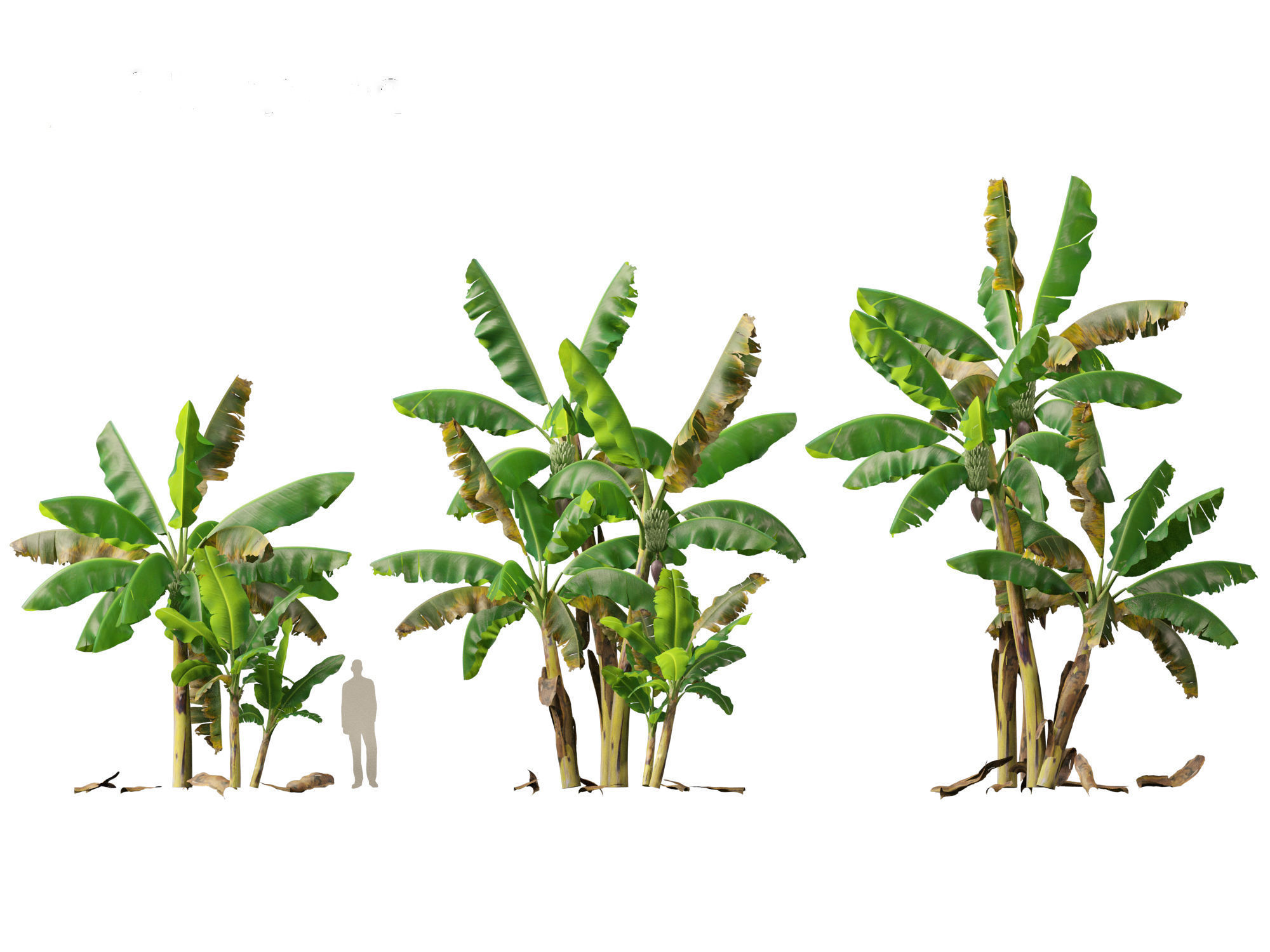 Musa acuminata  - Cavendish banana 3D model_7