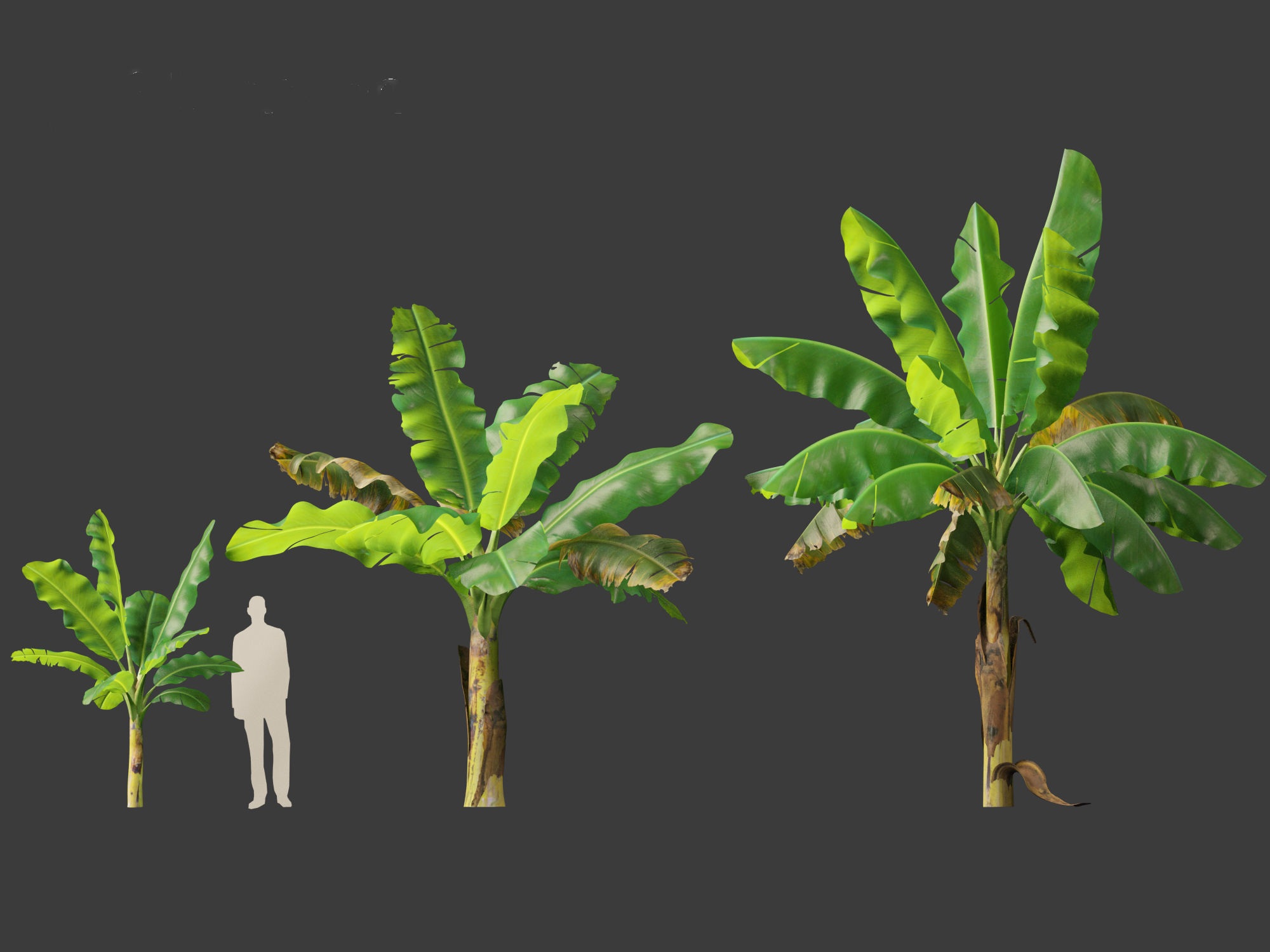 Musa acuminata  - Cavendish banana 3D model_6
