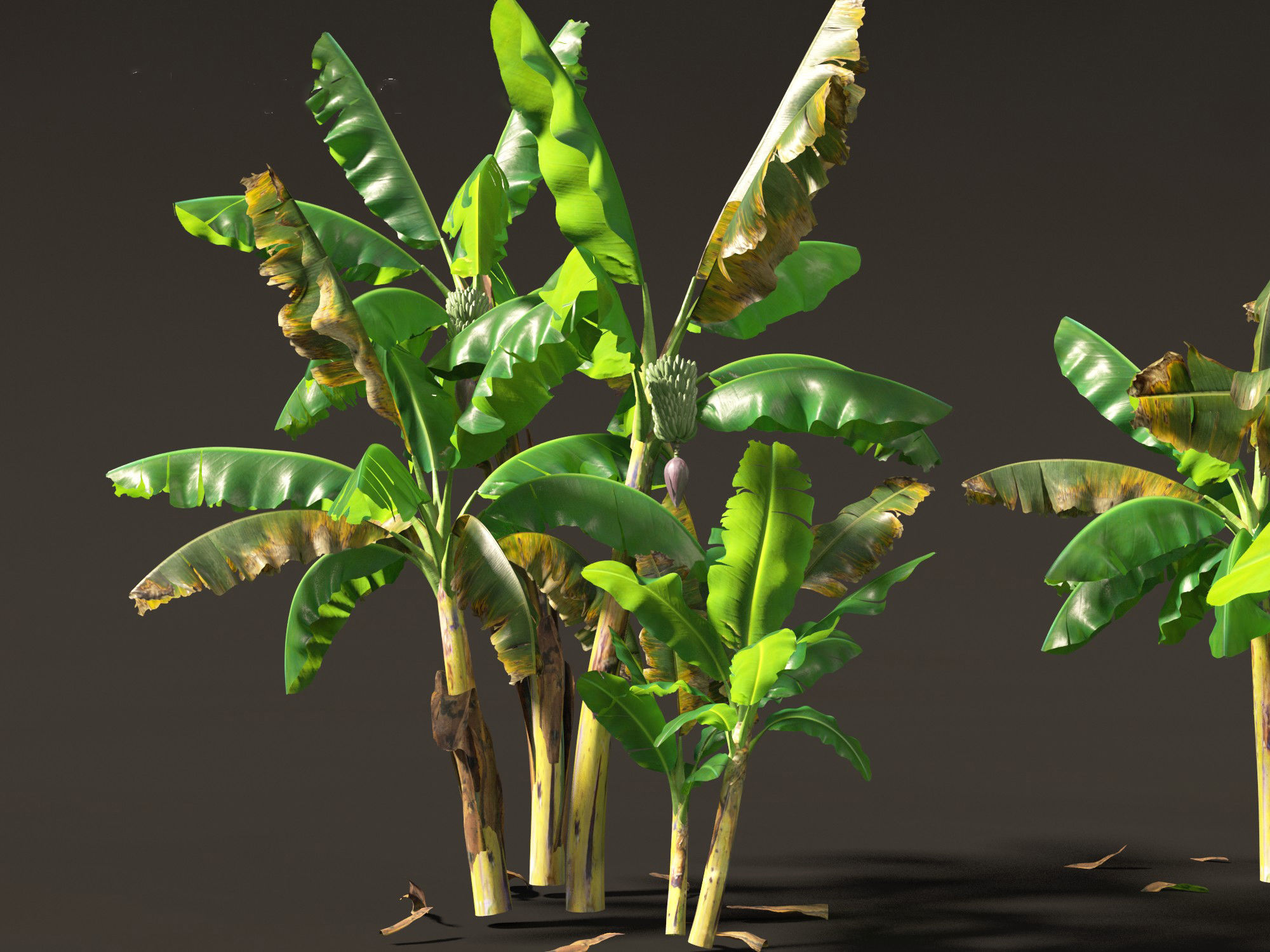 Musa acuminata  - Cavendish banana 3D model_1