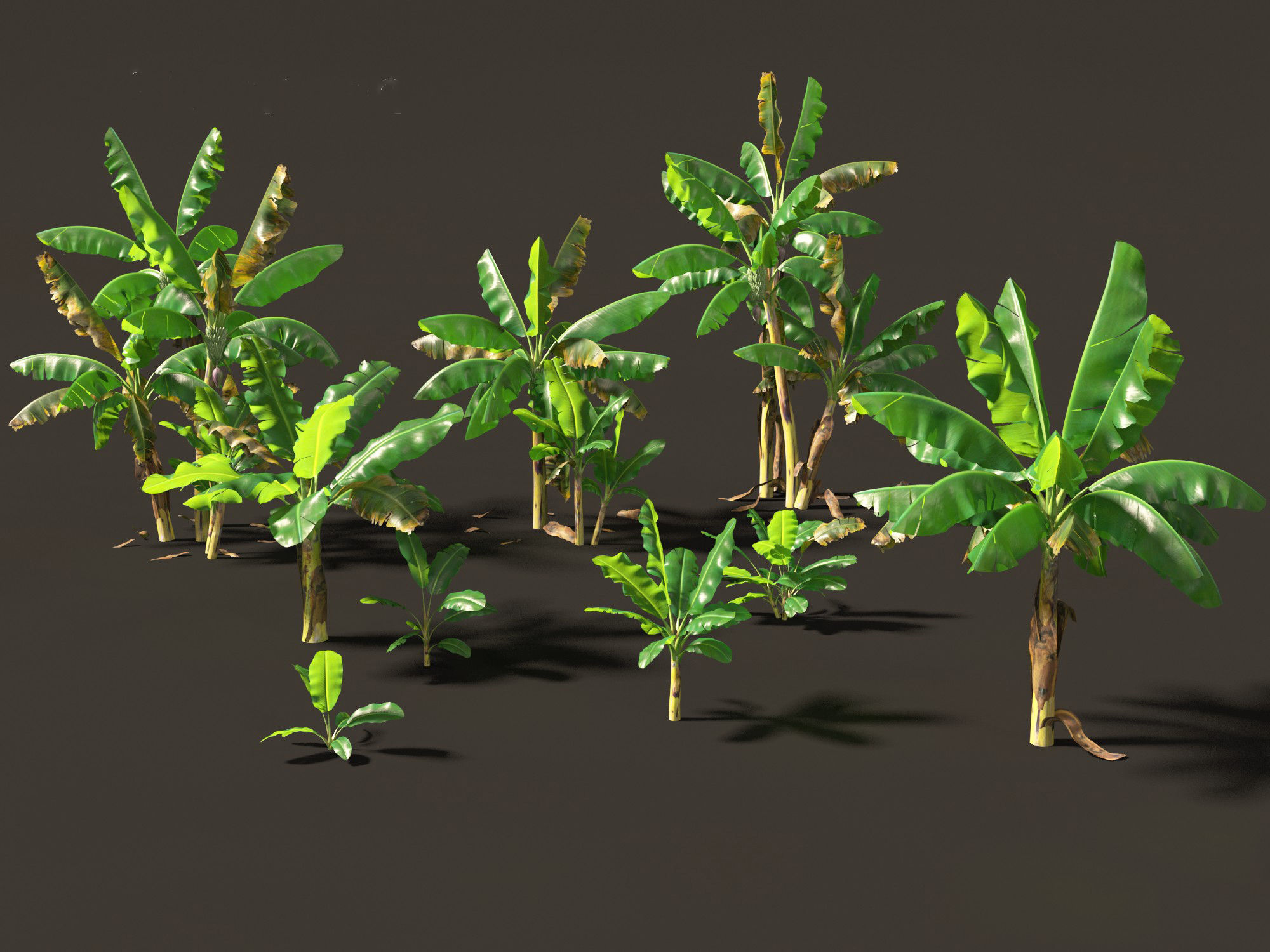 Musa acuminata  - Cavendish banana 3D model_9